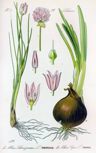Botanical board: Allium schoenoprasum (chives) and allium cepa (onion). Plate 29. Private Collection 作者 匿名匿名