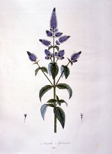 植物板：野生薄荷（Mentha sylvestris）。19世纪的雕版画。 作者 匿名匿名