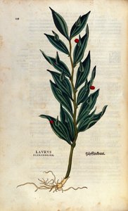 植物学板块：laurus alexandrina（Laurier d