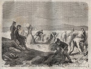 19世纪在Belle-Ile-en-Mer（海上的美丽岛屿）的Bagne收割部队。雕刻在 "Histoire des bagnes depuis leur création to nos jours"（1877）中，作者是Pierre Zaccone（1817-1895）（Colonia Penale-刑罚殖民地）。私人收藏。 作者 匿名匿名