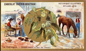 La Chestaigne：治疗马的咳嗽。雕刻（chromo）。Guerin-Boutron巧克力的广告色板画，19世纪末。Illustree植物学系列。 作者 匿名匿名
