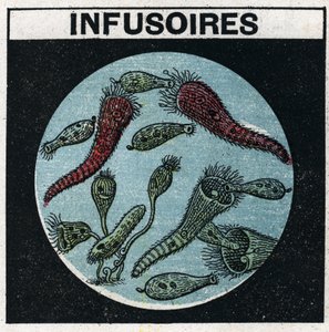 Light projection: use of a projection lantern to observe infusories. Anonymous illustration from 1925. Private collection. 作者 匿名匿名