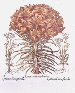 德国百合和矢车菊 作者 匿名匿名