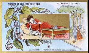 菩提树：输液，散步装饰品。 雕刻（彩色）。 Guerin-Boutron 巧克力的广告色版印刷，19 世纪后期。 Illustree 植物系列。 作者 匿名匿名