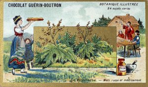 大黄：俄罗斯食品和药品。 雕刻（彩色）。 Guerin-Boutron 巧克力的广告色版印刷，19 世纪后期。 Illustree 植物系列。 作者 匿名匿名