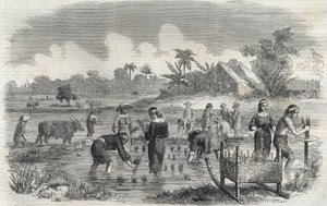 1864年，菲律宾马尼拉（Manilla）的水稻种植。(在马尼拉种植水稻)匿名雕刻。私人收藏。 作者 匿名匿名