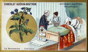 琉璃苣，发汗。 雕刻（彩色）。 Guerin-Boutron 巧克力的广告色版印刷，19 世纪后期。 Illustree 植物系列。 作者 匿名匿名