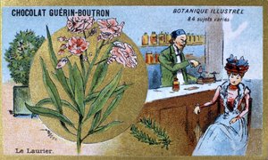 月桂树。雕刻（chromo）。Guerin-Boutron巧克力的广告色板画，19世纪末。Illustree植物学系列。 作者 匿名匿名