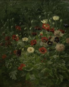 缬方焱蜱 作者 安东尼克里斯滕森