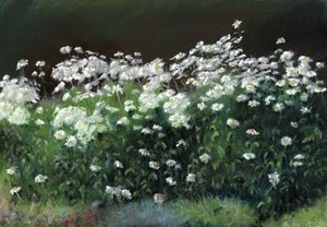 沙士塔雏菊 作者 安东尼·鲁尔