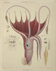 鱿鱼，Pl.2来自&39;一般和特殊自然历史的Acetabuliferous Cephalopods&39;，酒吧。作者：Ferussac和D&39;Orbigny，巴黎，1835-48，