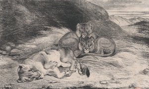 母狮和幼狮，可能是1832年。 作者 安托万·路易斯·巴里