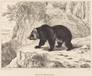 密西西比州的熊，1836年。 作者 安托万·路易斯·巴里