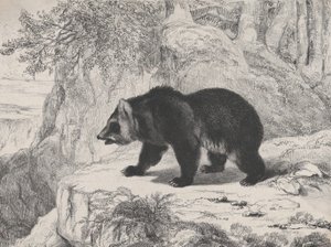 密西西比州的熊，1836年。 作者 安托万·路易斯·巴里