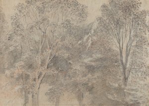 树顶[背面]