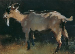 山羊