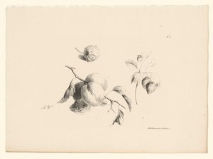 杏子和草莓 花与果（系列名）
