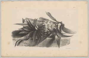菠萝
花果研究（......）第 3 期（系列名称）