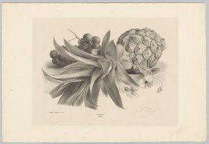 菠萝和葡萄
花卉和水果研究（......）第 10 期（系列名称） 作者 Desguerrois and Co.
