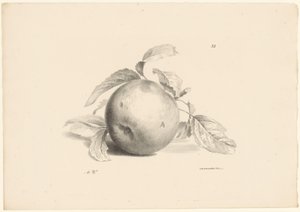 Appel
水果（系列名称）