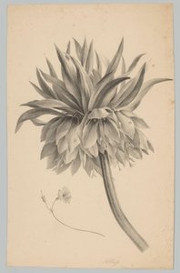 茎上的花
花果研究（......） 第 3 集（系列名称）