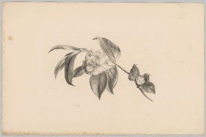花卉
花卉和水果研究（......）第 3 期（系列名称）