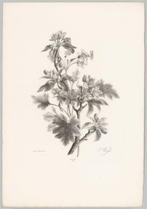 枝头的花朵
花卉和水果研究（......）第 10 期（系列名称） 作者 Desguerrois and Co.