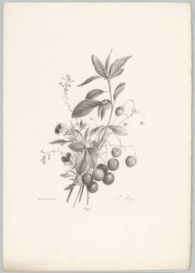 鲜花、草莓和樱桃
花卉和水果研究（......）第 10 期（系列名称）