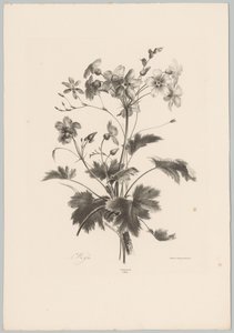 带刺的花 Bloem en Fruit Studien (...) 第 10 集（系列标题） 作者 Desguerrois and Co.