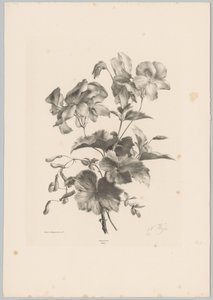 杂花
花卉和水果研究（......）第 10 期（系列名称） 作者 Desguerrois and Co.