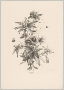 杂花
花卉和水果研究（......）第 10 期（系列名称） 作者 Desguerrois and Co.