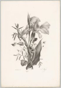 各种鲜花 Bloem en Fruit Studien (...) 第 10 集（系列标题） 作者 Desguerrois and Co.