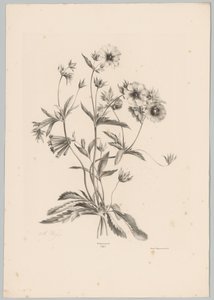 各种鲜花 Bloem en Fruit Studien (...) 第 10 集（系列标题） 作者 Desguerrois and Co.