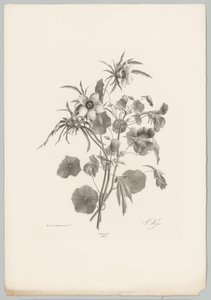 杂花
花卉和水果研究（......）第 10 期（系列名称） 作者 Desguerrois and Co.