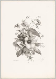 杂花
花卉和水果研究（......）第 10 期（系列名称） 作者 Desguerrois and Co.
