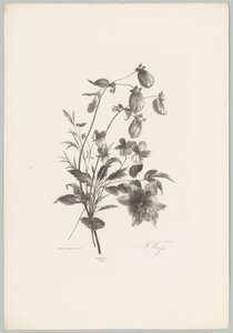 杂花
花卉和水果研究（......）第 10 期（系列名称） 作者 Desguerrois and Co.