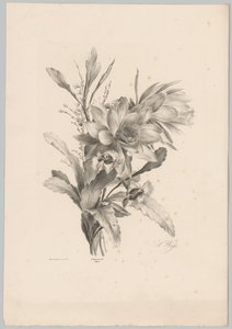各种鲜花 Bloem en Fruit Studien (...) 第 10 集（系列标题） 作者 Desguerrois and Co.