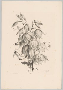 挂花
花果研究（......）第 10 期（系列名称） 作者 Desguerrois and Co.