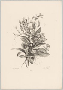 绣球花和其他花卉 Bloem en Fruit Studien (...) 第 10 集（系列标题） 作者 Desguerrois and Co.