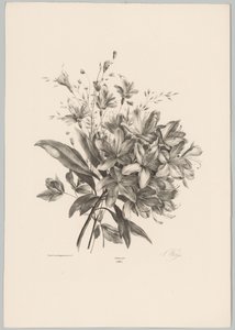 百合花
花卉和水果研究（......）第 10 期（系列名称）