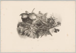 西番莲花和叶子
花卉和水果研究（......）第 10 期（系列名称） 作者 Desguerrois and Co.