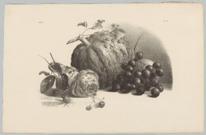 南瓜、葡萄、玫瑰和草莓
花卉和水果研究（......） 第 3 集（系列名称）