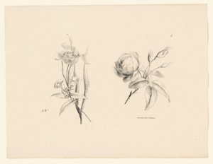 玫瑰和其他花 花与果（系列名） 作者 安东·魏斯