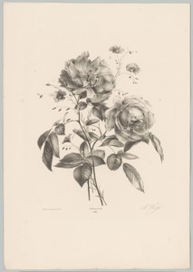 玫瑰和康乃馨般的花朵 Bloem en Fruit Studien (...) 第 10 集（系列标题） 作者 Desguerrois and Co.
