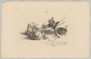 玫瑰
花果研究（......）第 3 期（系列名称）