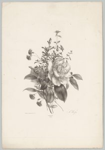 玫瑰、康乃馨和紫红色 Bloem en Fruit Studien (...) 第 10 集（系列标题） 作者 Desguerrois and Co.