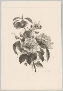 玫瑰和其他鲜花 Bloem en Fruit Studien (...) 第 10 集（系列标题） 作者 Desguerrois and Co.