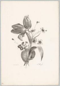 郁金香和雏菊
花卉和水果研究（......）第 10 期（系列名称） 作者 Desguerrois and Co.