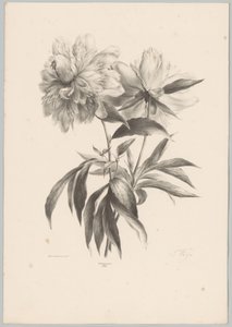 两朵花
花卉和水果研究（......）第 10 期（系列名称） 作者 Desguerrois and Co.
