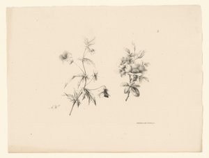 两朵花
花果（系列名称） 作者 安东·魏斯